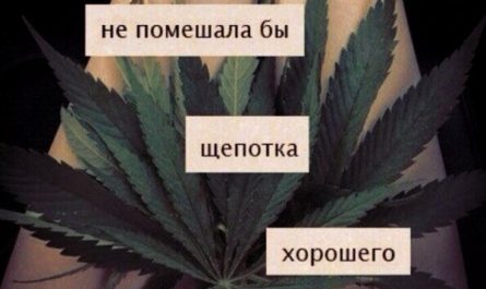 Переодические сорта марихуаны и их выращивание